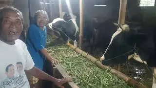Treatment for lame cows that won't eat