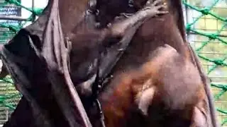 Little Red Flying-Fox and her baby:  Primrose and Coco