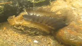 Freshwater Mussel TV - Mantle Display of Lampsilis fasciola (The Sequel)