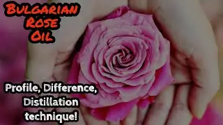 Bulgarian rose oil | Damask rose Explained