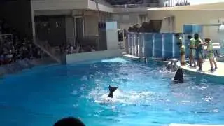 16.8.2013 Aquarium Enoshima Dolphin Show part 2