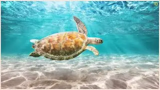 Relaxing Aquarium Sleeping Ambience: Calming Low Rumble | Underwater Bubbles | Stress Relief