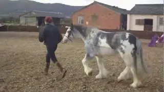 Coloured Cob for sale