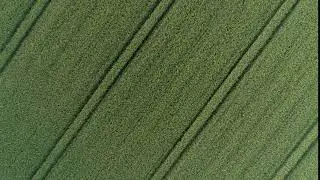Cornfield Aerial 02 - Free (for commercial use) Footage - 4K