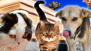 Cats & Dogs -  Coffin Dance Song (COVER)