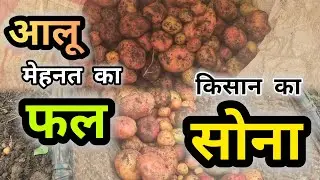 किसान का सोना 🥔 #vlogvideo #potato #viralvideos #farmer #gold #hardworkpaysoff #kisaan #farmerlife 