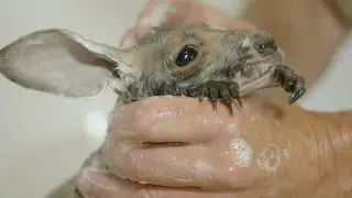Baby kangaroo gets a bath and a blow dry - Natural World 2016: Episode 4 Preview - BBC