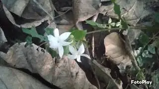 Blooming beauty 9:🌼 Kakarattan Flowers from My Garden | Beauty & Medicinal Wonders 🌿✨