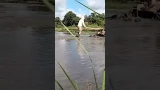 Satisfying Land preparation using hand tractor 🚜 for Rice #farming #agriculture #satisfying