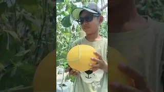 DAFFA PETIK BUAH MELON GOLDEN #panenbuahbuahan #panenmelon #pecintabuah #petikbuah