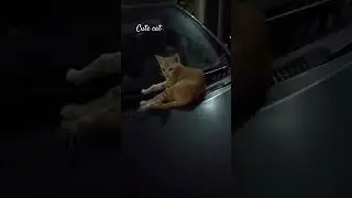 Funny videos of cat#cute cat #animals  behavior #youtube #cat #love