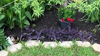 Purple Heart plant .Update on how my Purple Heart plant growing.North Texas.//Small garden