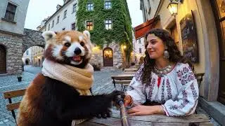 Red Panda Discovers Budapest's Hidden Gems