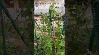 Hyacinth Beans Vine and Long Beans Vine updates (S-074) #garden #shorts #youtubeshorts #plants
