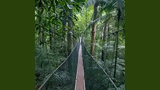 Serene Canopy Twilight Quest