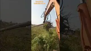 Excavator x5 Safely Removing Two Dead Trees | M&aacute;y x&uacute;c xử l&yacute; 2 c&acirc;y kh&ocirc; an to&agrave;n (x5) #shorts