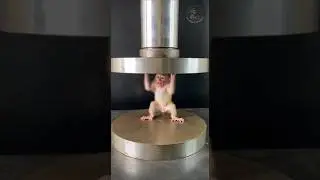 Baby Monkey vs Hydraulic Press 😱  #hydraulic #shorts #viral