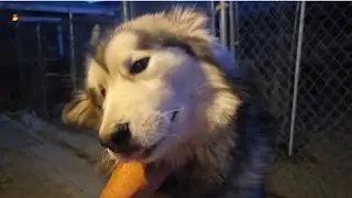 Maya says Hi!!!!  Chinook and Maya zoomies before dinner.