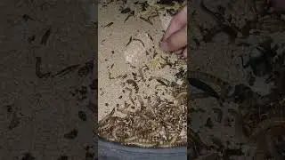 Feeding Bird's Mealworms #kakaiba Superworm