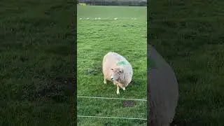 The hungry sheep 🐑
