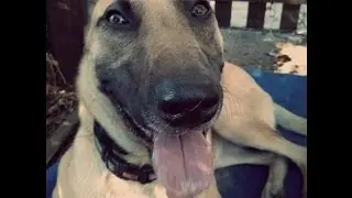 Xena (1 Year Old Belgian Malinois) Before and After Video - Off Leash K9 Tampa Bay