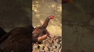 #aseelmurga #nothingimposibleinthisworld #23march #aseelhenfarm #birds #lifeisbutadream #animals #wo