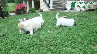 Playful Cavapoo Puppies