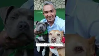 Generate flow of Leads Dog Training Business Start And Grow A Successful Dog Training Business