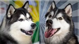 Top 10 Facts About Huskies You Need to Know!