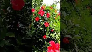 joba flowers plants🌺||#garden #status #shorts #mygarden #joba_tech #subscribe
