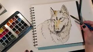 REDRAW - Wolf Portrait line and wash watercolor