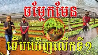 ប្លែកមែន! ទើបឃើញលើកទី១ បច្ចេកទេសខ្ពស់ ចេញម្ដងរាប់ម៉ឺនកូន