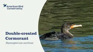 Double-crested Cormorant: American Shag
