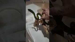 MAMBA SOCIALIZATION TRAINING #mambas #venomoussnake #venomoussnakes #snakehandling #venomoushandling