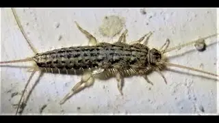 Ctenolepisma lineatum   four lined silverfish  Greece by Theo