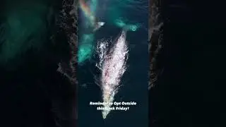 Reminder to Opt Outside this Black Friday! 🐋💦 🎥 @diamondblockstudios