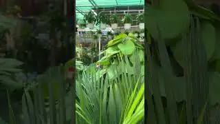 Nature #nature #video #edit #anime #love #like #live #shorts #reels #funny #short #song #motivation