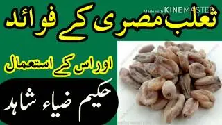 Salab misri k fawaid ur us k istemal/ثعلب مصری کے فوائد اور اس کے استعمال