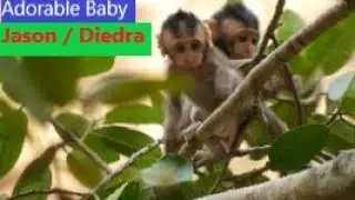 Update Amari troop ! Two youngest new baby Jason and Diedra so happy cos mom free them,