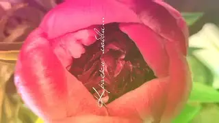 Love Colors - Peonies,  19.07.21, HD video quality