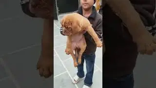 The Ultimate Showdown: Husky vs French Mastiff