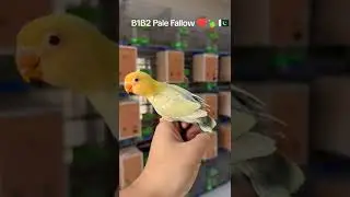 Malik bird Lahore breeders of love birds #birdslover #lahorepets #lahorepakistan #parrot #pakbird