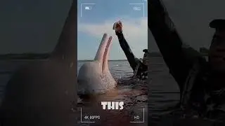 Why Amazon River Dolphins Turn Pink with Age and Aggression!