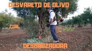 🥇✅ Desvareto De Olivo Con Desbrozadora ✂️ 🔸🔸 desbroza.com