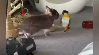 Animal doing Human things.♨️. awkward animal moments caught on camera 