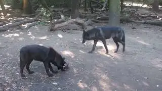 Wolf is eating meat very close to me #wolf #meat