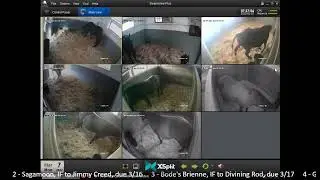 Country Life Foaling Cameras