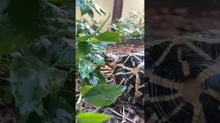 Tortoise Food - Hibiscus leaves -  Day 7 of 30 different food in 30 days - Indian Star Tortoise