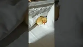Sleepy duck #shorts