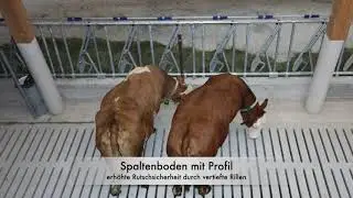 Stallböden und Entmistung